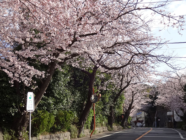 가마쿠라야마 벚꽃가로수 길