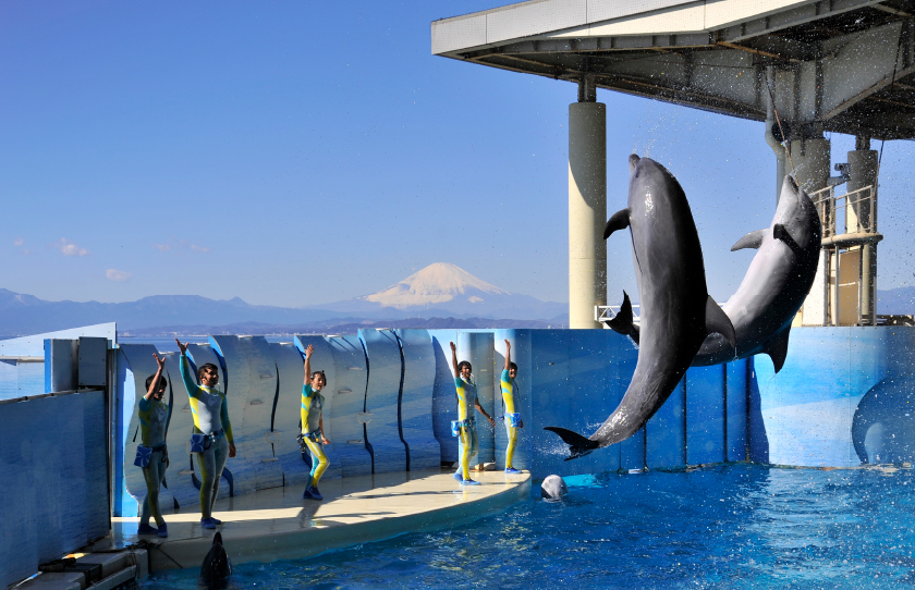 新江ノ島水族館のイルカショーの様子